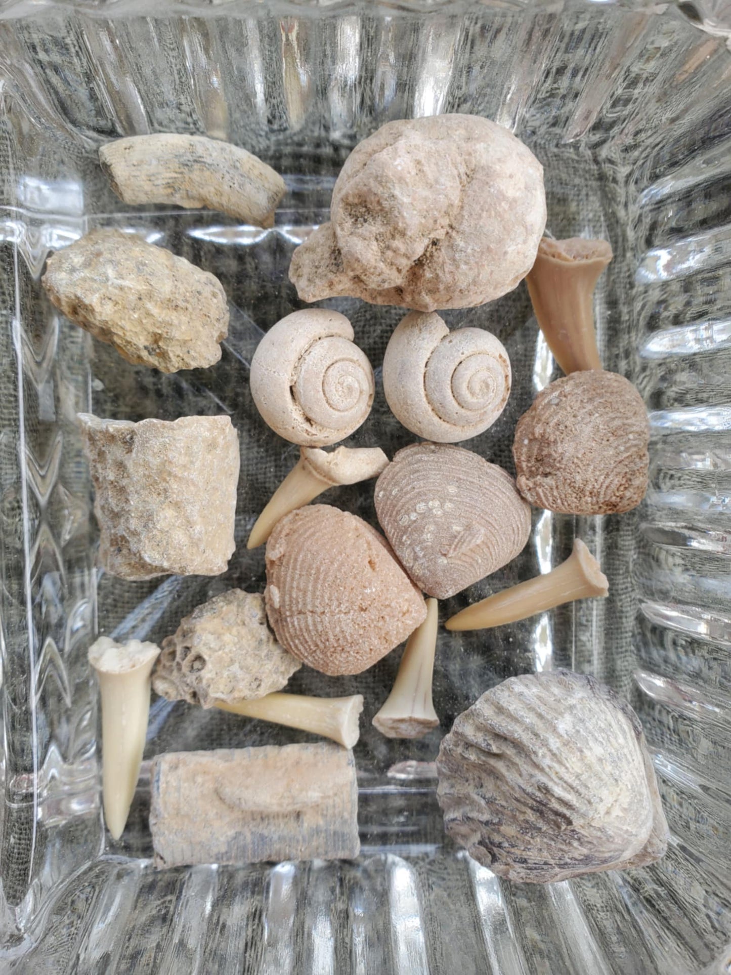 Fossil Bundles