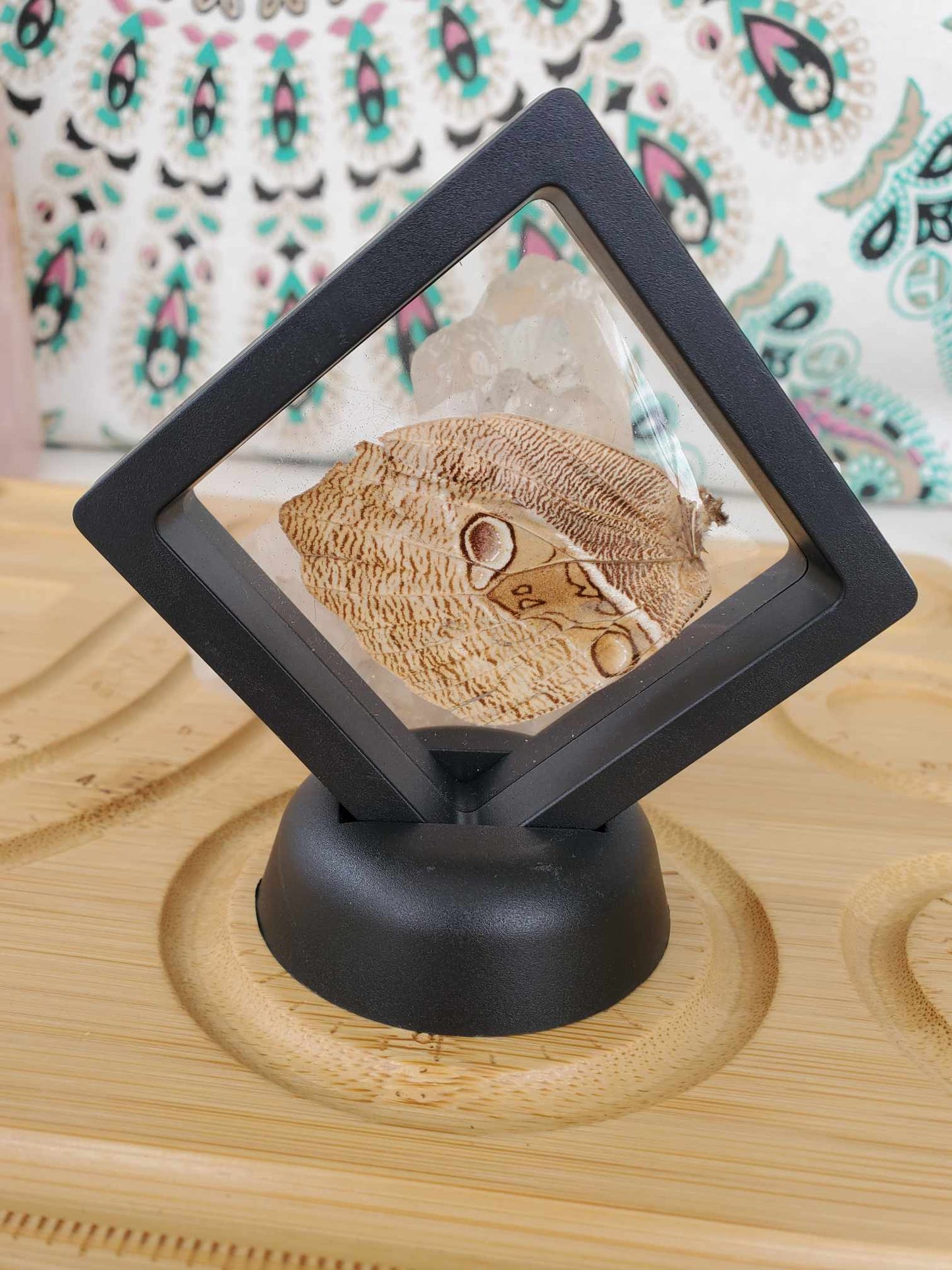 Butterfly Wing (No. 2)