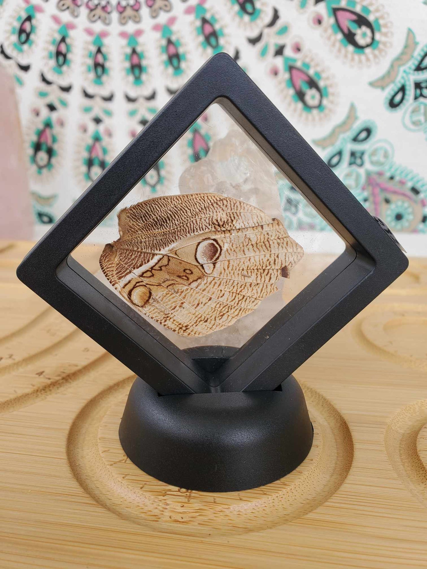 Butterfly Wing (No. 1)