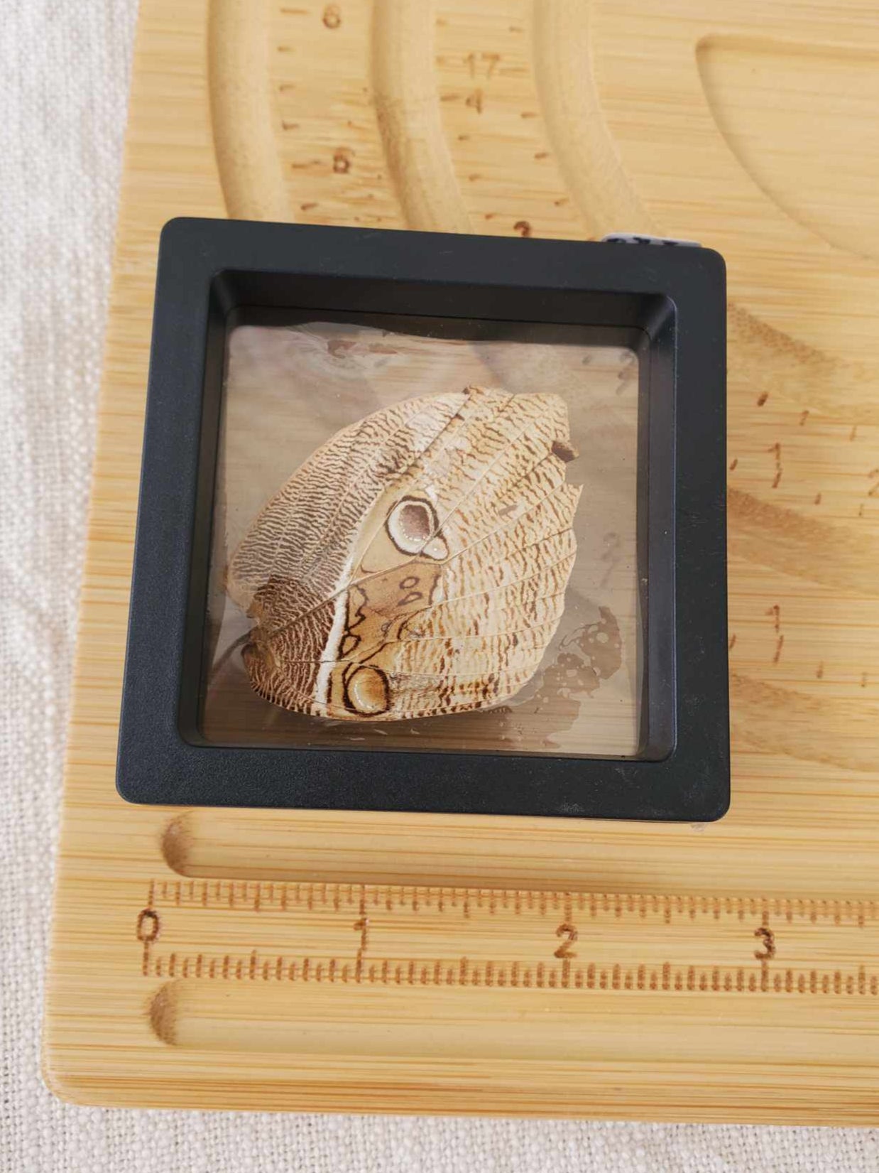 Butterfly Wing (No. 1)