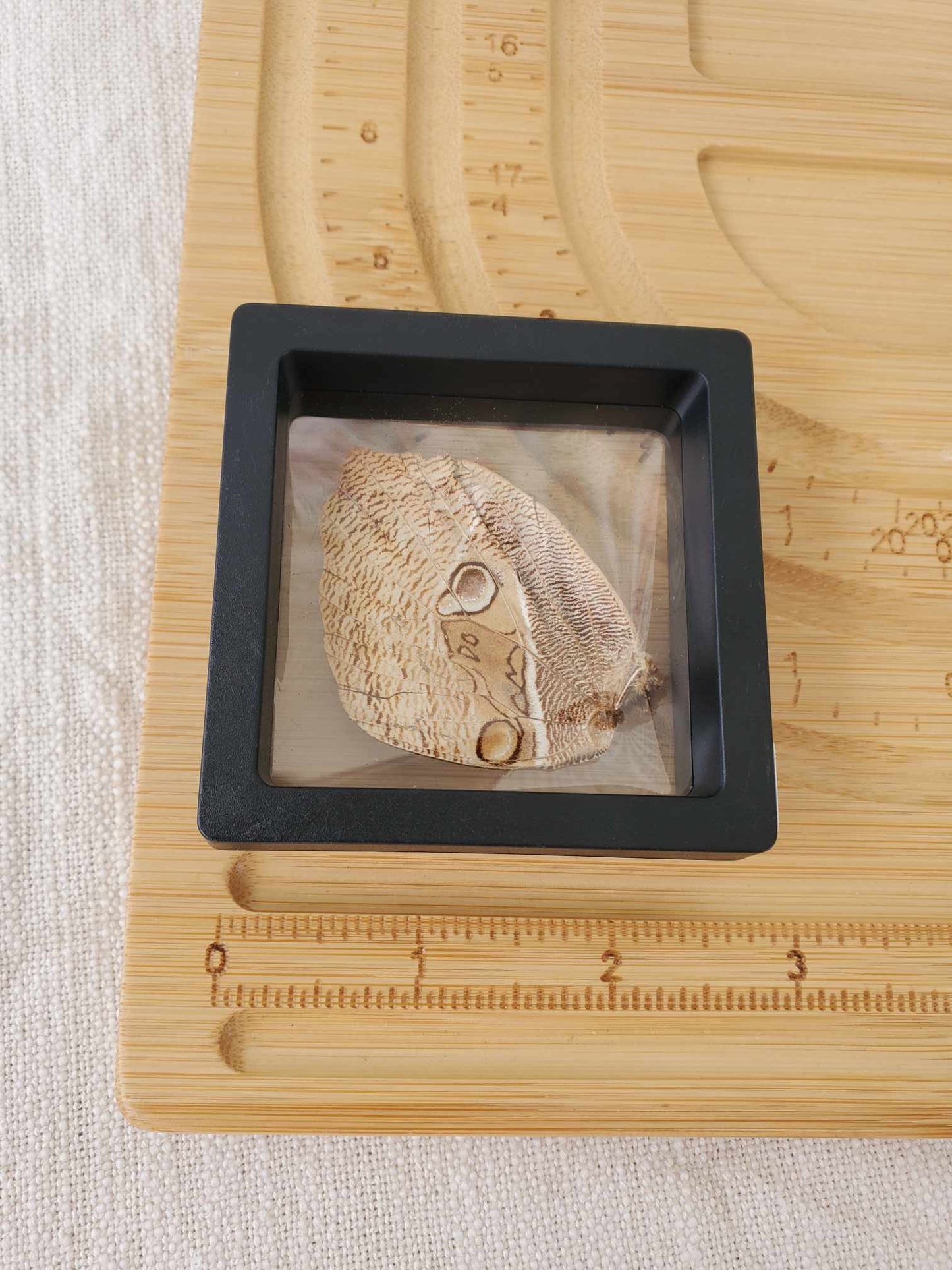 Butterfly Wing (No. 2)