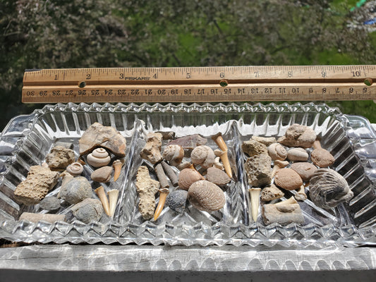 Fossil Bundles