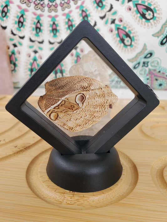 Butterfly Wing (No. 1)