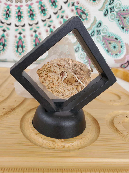 Butterfly Wing (No. 2)